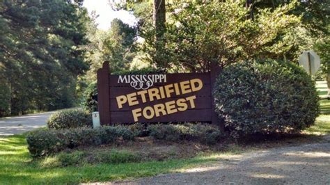 O'reilly's forest mississippi. Things To Know About O'reilly's forest mississippi. 